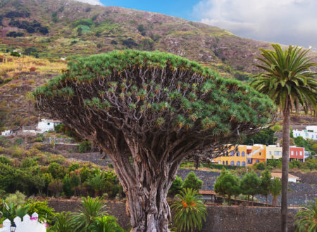 jeep safari la palma